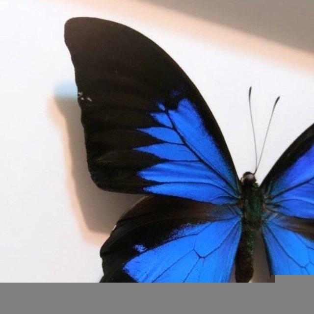 🦋.