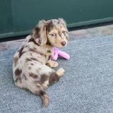 Miniature Dachshund Puppies For Sale