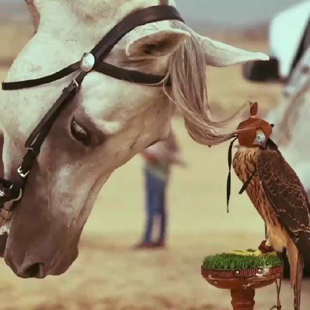 شـُعور