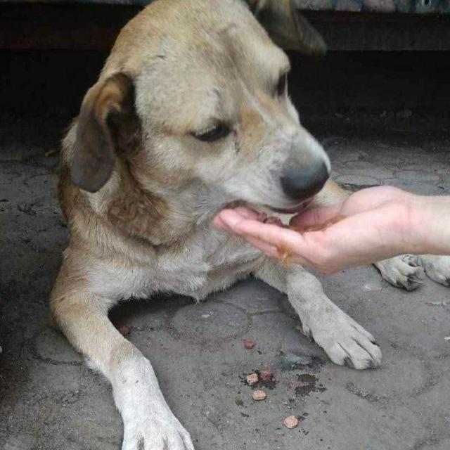 Потерянные животные Запорожья