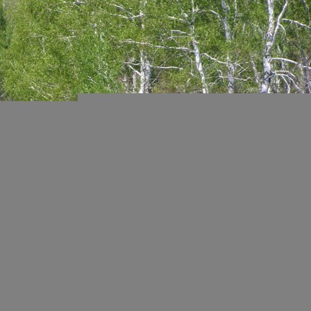 Ясная Поляна Бийский район