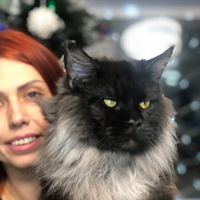 Maine Coon Iz Skazki