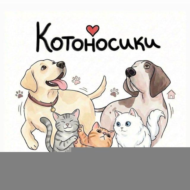 Котоносики🐾