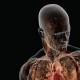 Anatomy Histology and Embryology