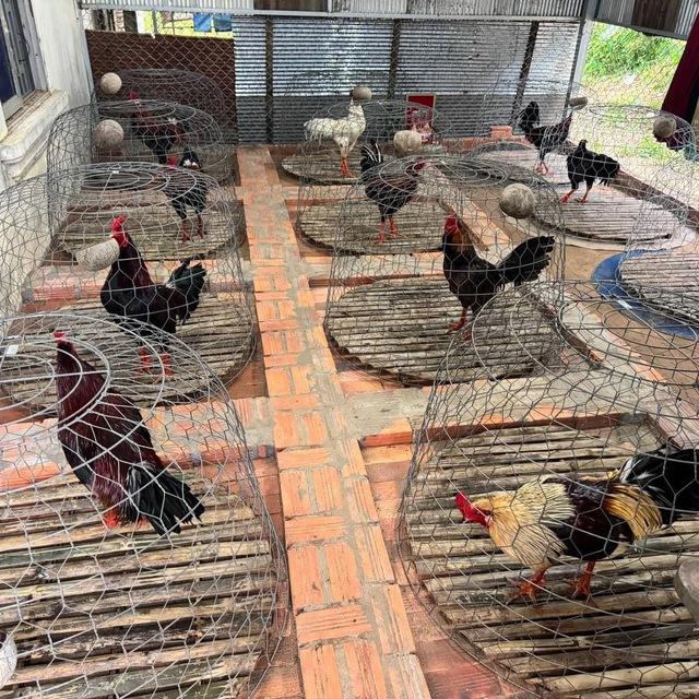 កសិដ្ឋាន មាន់ជល់🐓