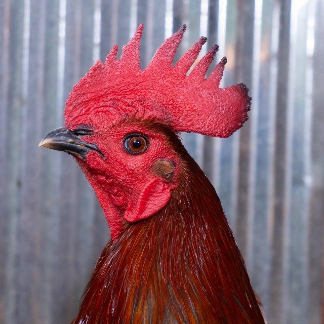 ទ្រុងបង្កាត់ ភ្នំជីសូរ
