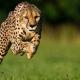 Cheetah Load (2018) [Baap Of All Load]