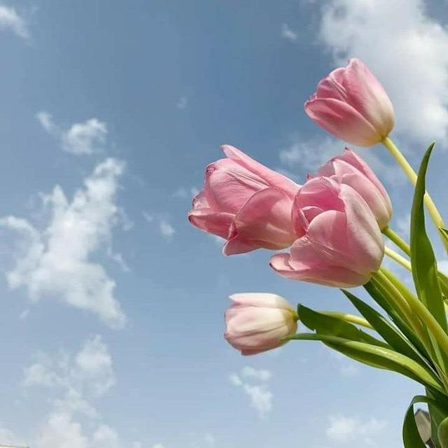 🎀رياضيات وفيزياء أولى وثانية ثانوي🖤