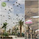 #بأبي_أنت_وأمي. 🌴