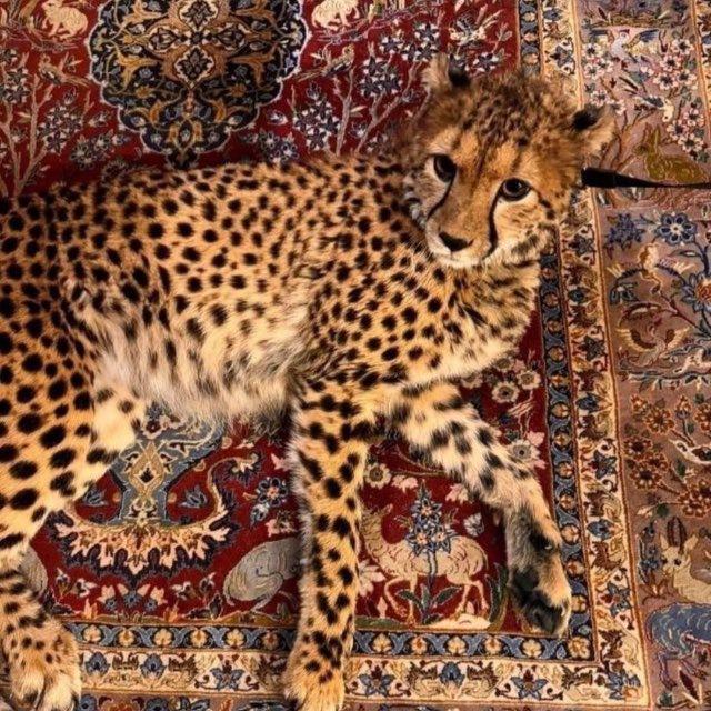 السهلـي