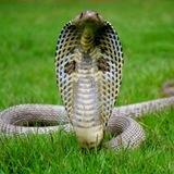 Cobra
