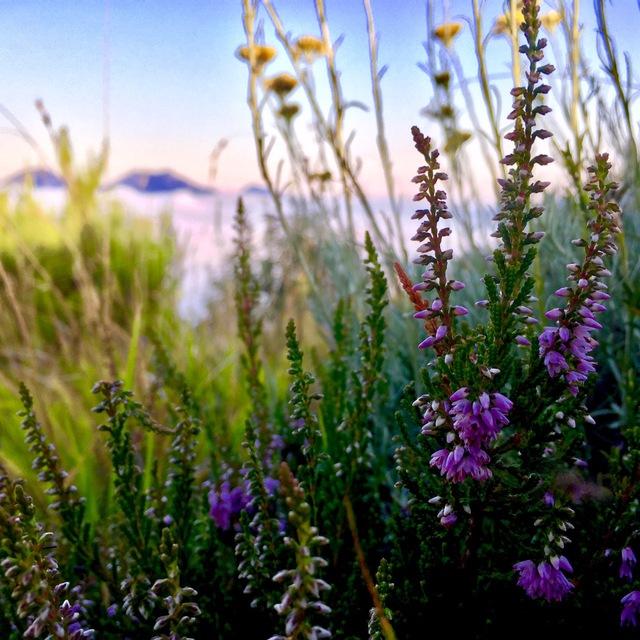 I Fiori di Bach in Natura
