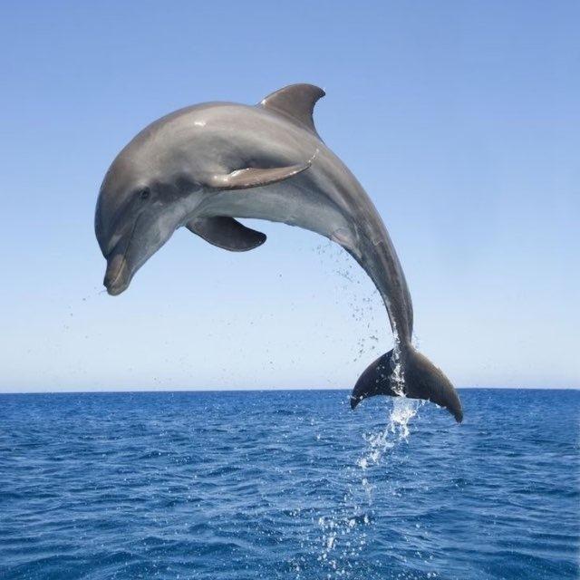 灰色海豚越代频道