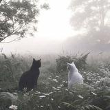 𝑼𝒌𝒊𝒚𝒐')