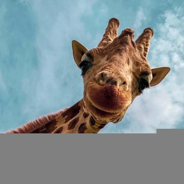 🦒