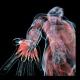 Anatomy video