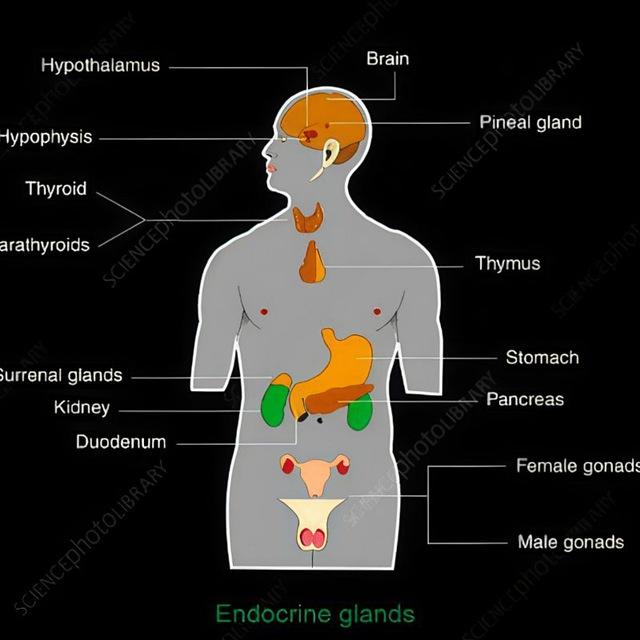 Endocrine BNS