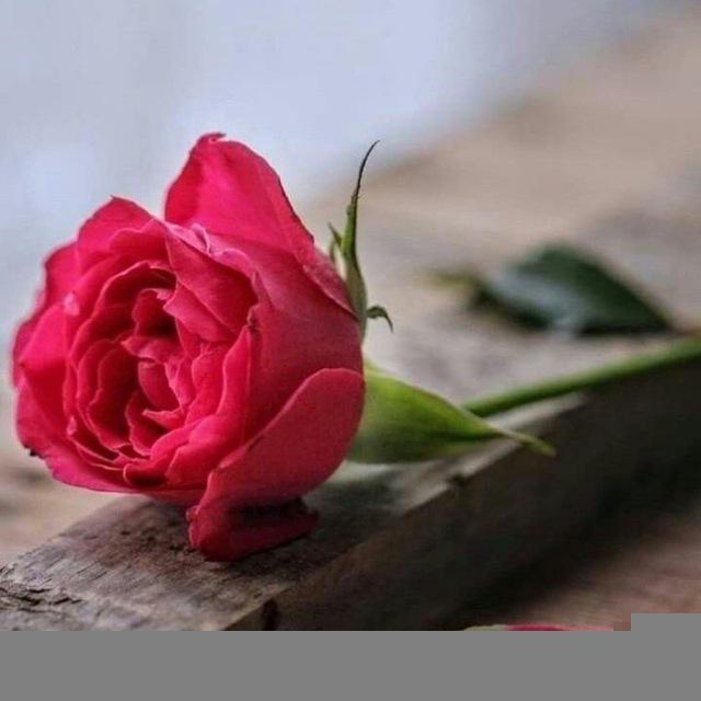 لعل قلبي يرق🖤