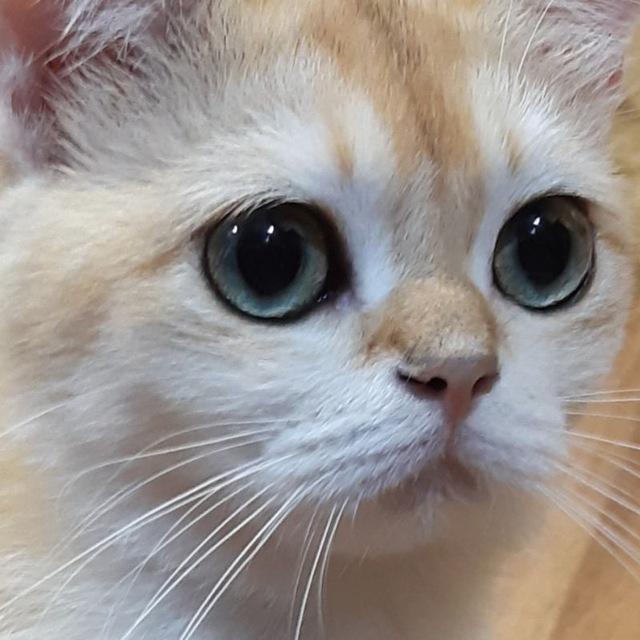 Beautiful cats of Russia. British & Scottish