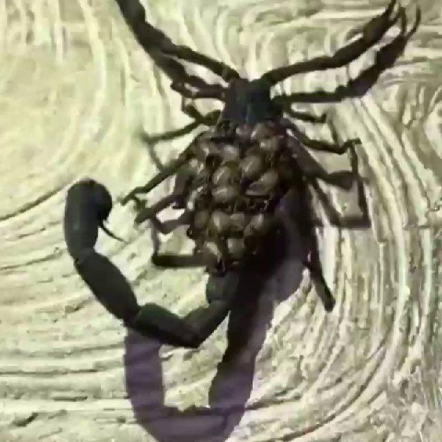🦂