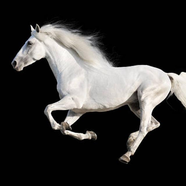 White Horse Betting