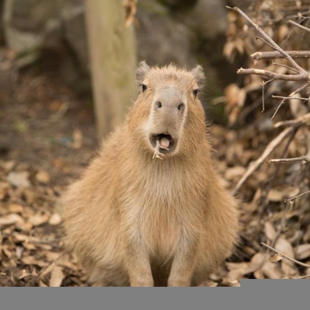 capybara daily _برگچه خوار روزانه