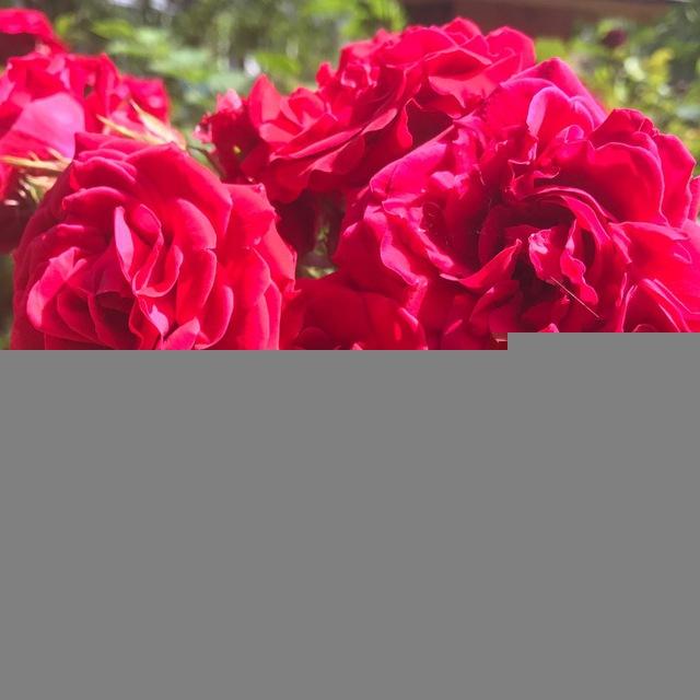 💓شيرين متن كده💓