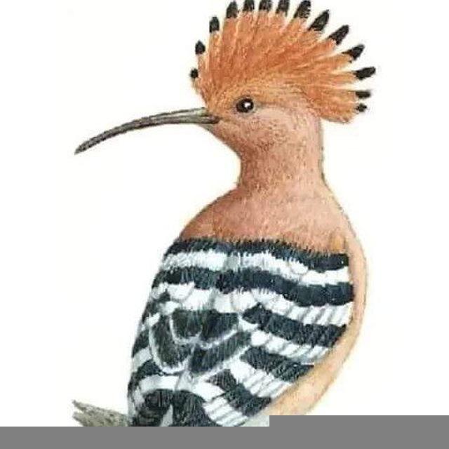 الهدهد الاخبارية