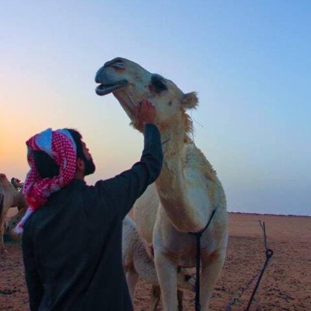 قصائد اشعار بدوية