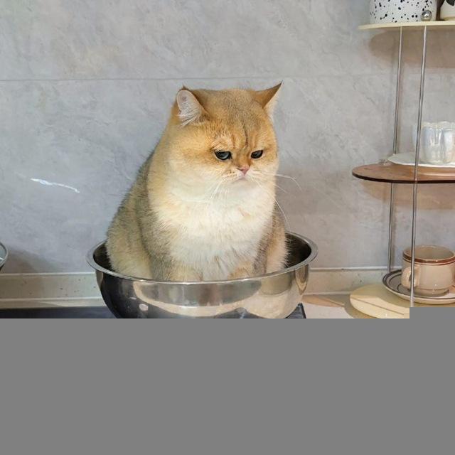 ᵀᴴᴱ➣gнατι ρατι