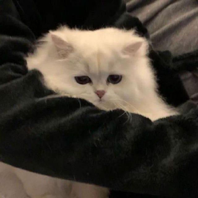 MiooGif