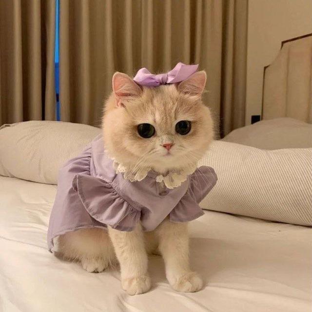 مخطوطاتي•••