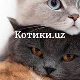 Котики.uz