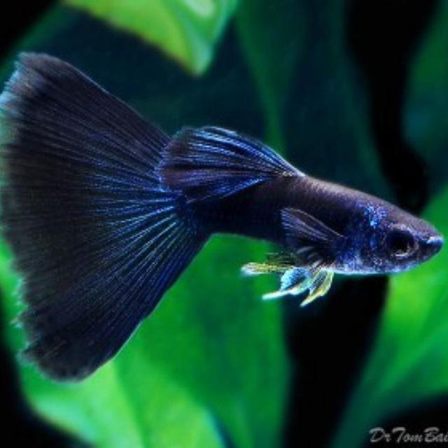 GUPPY BETTA ,PETS SALES