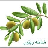 شاخه زيتون