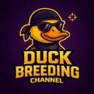 DUCK BREEDING Channel