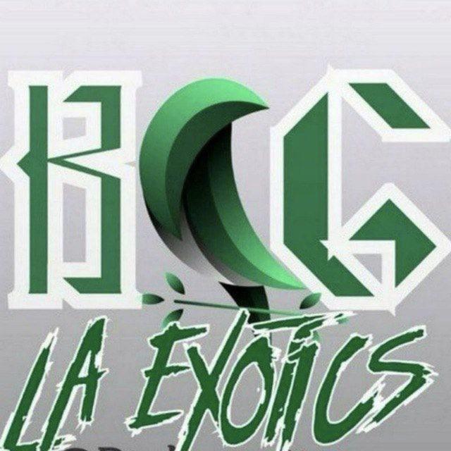 Big LA Exotics 🏆