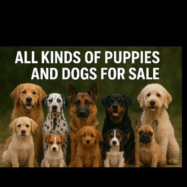 All kinds of puppies and dogs for adoption and rehoming