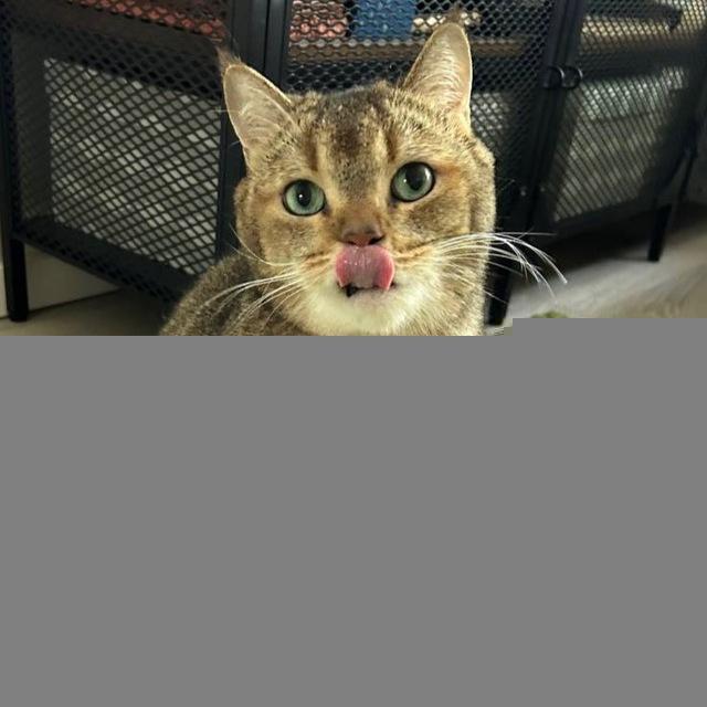 8 жизней кота Василия
