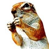 Книга "Турбо-Суслик". Читать в телеграм.