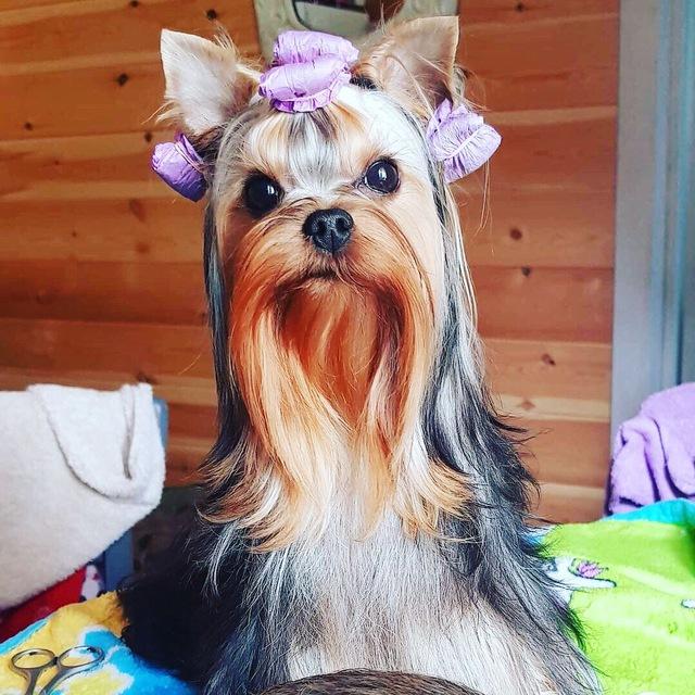 Teacup Yorkies For sale🐶
