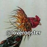 @loverooster