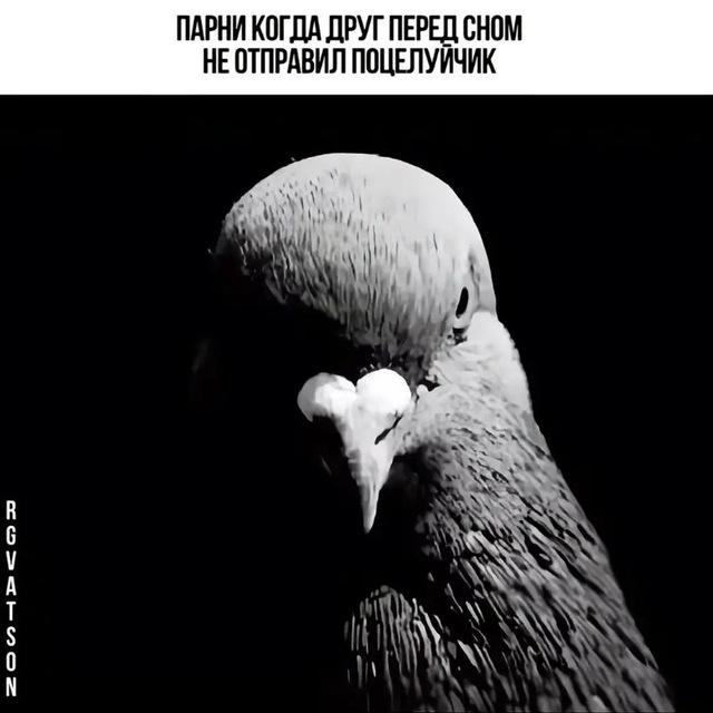 Архив со сборками голубя🐦‍⬛️