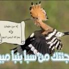 الهدهد نيوز
