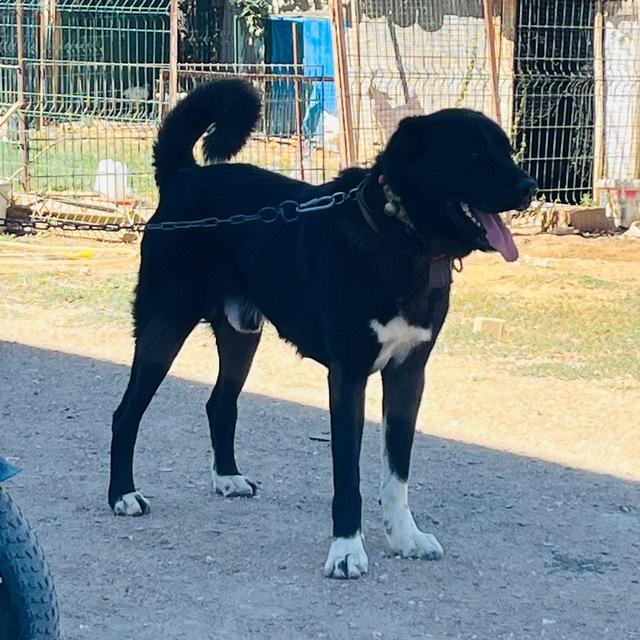 Köpek Alım Satım Sohbet 🇹🇷