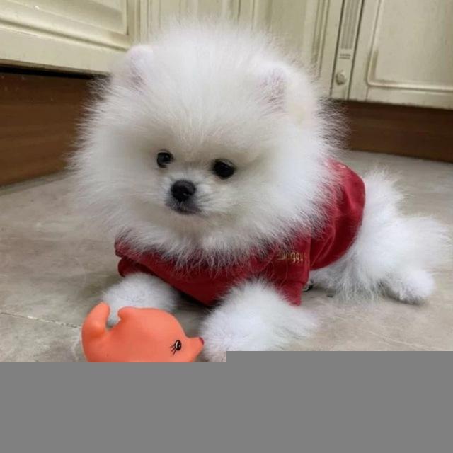 💗Шпиц Марти💗