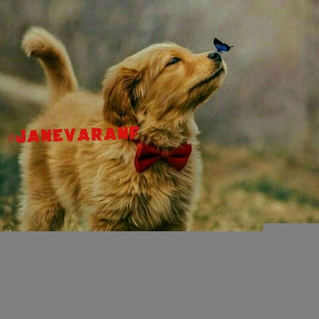 دانستنیهای دنیای حیوانات و طبیعت