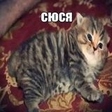 сюся кринжанова❤️‍🩹