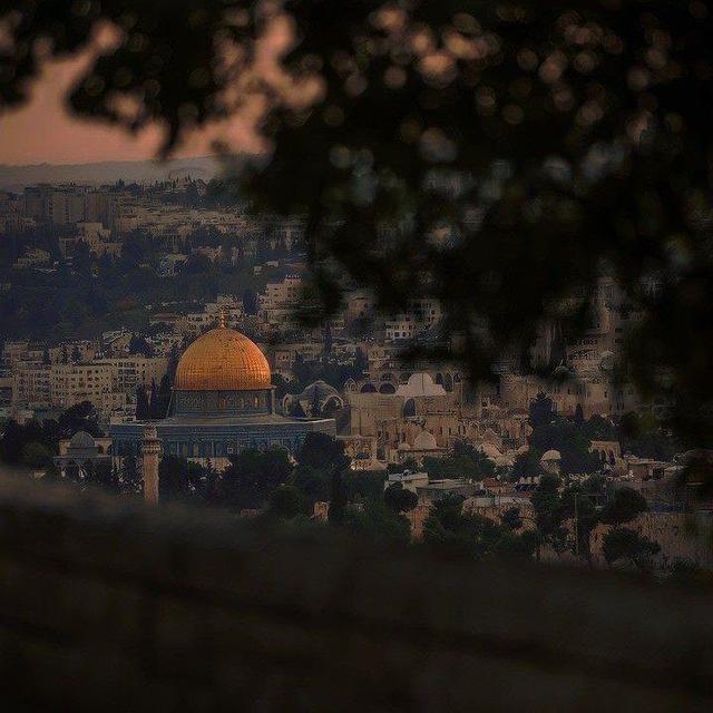 نبض مَقدسِي 🇵🇸