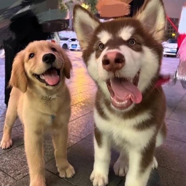 长枪的预览群